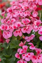 Pelargonium 'Summerpearls Salmon' - Geranie 'Summerpearls Salmon'