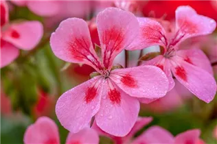 Pelargonium 'Summerpearls Salmon' - Geranie 'Summerpearls Salmon'