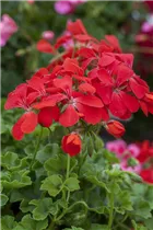 Pelargonium zonale 'Stadt Bern' - Zonal-Pelargonie 'Stadt Bern' Pelargonium zonale 'Stadt Bern' - Zonal-Pelargonie 'Stadt Bern'