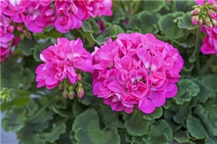 Pelargonium zonale 'Summer Idols'® - Zonal-Pelargonie 'Summer Idols'®