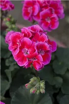 Pelargonium 'Toscana'® - Hängegeranie 'Toscana'®