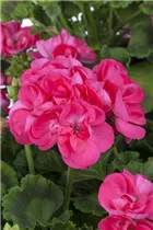 Pelargonium zonale, rosa - Pelargonium zonale, rosa Pelargonium zonale, rosa - Pelargonium zonale, rosa