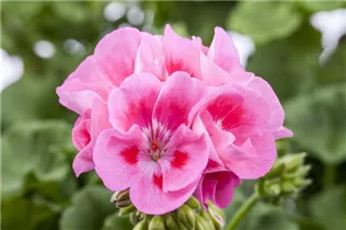 Pelargonium zonale, rosa - Pelargonium zonale, rosa Pelargonium zonale, rosa - Pelargonium zonale, rosa