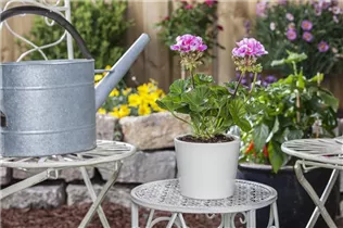 Pelargonium zonale, rosa - Pelargonium zonale, rosa Pelargonium zonale, rosa - Pelargonium zonale, rosa