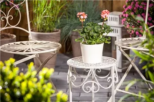 Pelargonium zonale, rosa - Pelargonium zonale, rosa Pelargonium zonale, rosa - Pelargonium zonale, rosa