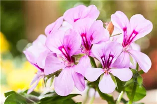 Pelargonium zonale, rosa - Pelargonium zonale, rosa Pelargonium zonale, rosa - Pelargonium zonale, rosa