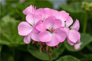 Pelargonium zonale, rosa - Pelargonium zonale, rosa Pelargonium zonale, rosa - Pelargonium zonale, rosa