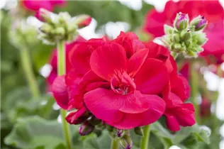 Pelargonium zonale, rot - Pelargonium zonale, rot Pelargonium zonale, rot - Pelargonium zonale, rot