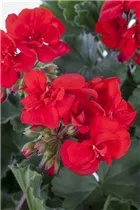 Pelargonium zonale, rot - Pelargonium zonale, rot Pelargonium zonale, rot - Pelargonium zonale, rot