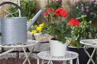 Pelargonium zonale, rot - Pelargonium zonale, rot Pelargonium zonale, rot - Pelargonium zonale, rot