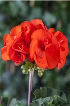 Pelargonium zonale, rot - Pelargonium zonale, rot Pelargonium zonale, rot - Pelargonium zonale, rot