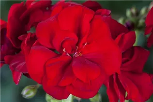 Pelargonium zonale, rot - Pelargonium zonale, rot Pelargonium zonale, rot - Pelargonium zonale, rot