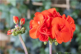 Pelargonium zonale, rot - Pelargonium zonale, rot Pelargonium zonale, rot - Pelargonium zonale, rot