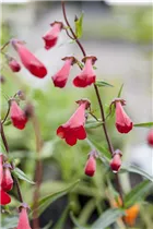 Penstemon hartwegii 'Schoenholzeri' - Bartfaden 'Schoenholzeri'