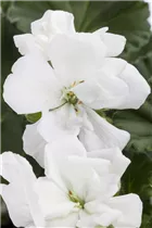 Pelargonium zonale, weiß - Zonal-Pelargonie