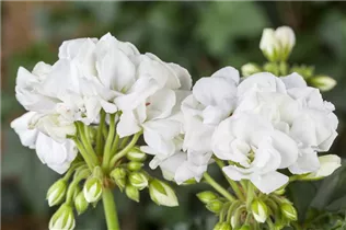 Pelargonium zonale, weiß - Zonal-Pelargonie