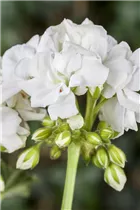 Pelargonium zonale, weiß - Zonal-Pelargonie