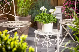 Pelargonium zonale, weiß - Zonal-Pelargonie