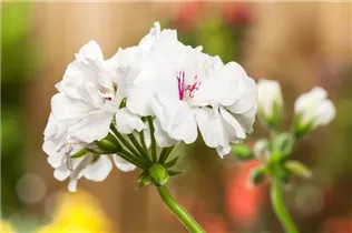 Pelargonium zonale, weiß - Zonal-Pelargonie