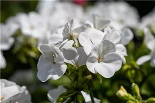 Pelargonium zonale, weiß - Zonal-Pelargonie