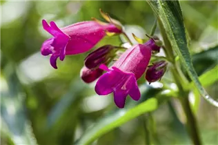 Penstemon mexicale - Garten-Bartfaden