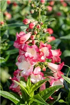 Penstemon 'PepTalk' - Bartfaden 'PepTalk'