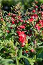 Penstemon 'PepTalk' - Bartfaden 'PepTalk'
