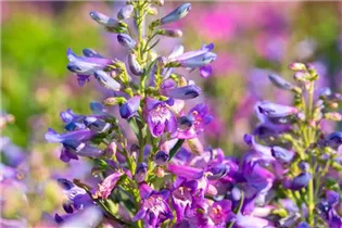 Penstemon 'Pristine' - Bartfaden 'Pristine'