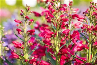 Penstemon 'Pristine' - Bartfaden 'Pristine'