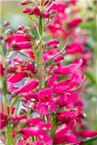 Penstemon 'Pristine' - Bartfaden 'Pristine'