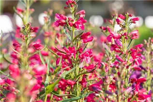 Penstemon 'Pristine' - Bartfaden 'Pristine'