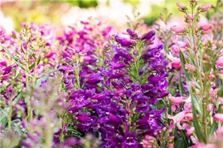 Penstemon 'Pristine' - Bartfaden 'Pristine'