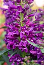 Penstemon 'Pristine' - Bartfaden 'Pristine'