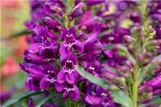 Penstemon 'Pristine' - Bartfaden 'Pristine'