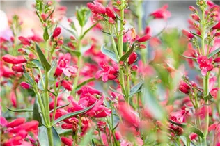 Penstemon 'Pristine' - Bartfaden 'Pristine'
