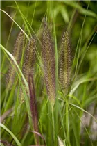 Pennisetum alopecuroides 'Compressum' - Garten-Federborstengras 'Compressum'
