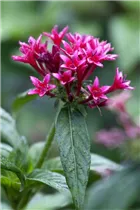 Pentas lanceolata - Fünfzahlstrauch Pentas lanceolata - Fünfzahlstrauch
