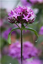 Pentas lanceolata - Fünfzahlstrauch Pentas lanceolata - Fünfzahlstrauch