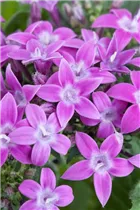 Pentas lanceolata - Fünfzahlstrauch Pentas lanceolata - Fünfzahlstrauch