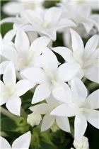 Pentas lanceolata - Fünfzahlstrauch Pentas lanceolata - Fünfzahlstrauch