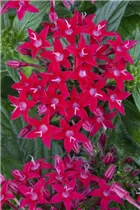 Pentas lanceolata - Fünfzahlstrauch Pentas lanceolata - Fünfzahlstrauch