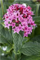 Pentas lanceolata - Fünfzahlstrauch Pentas lanceolata - Fünfzahlstrauch
