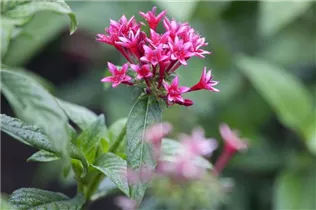 Pentas lanceolata - Fünfzahlstrauch Pentas lanceolata - Fünfzahlstrauch