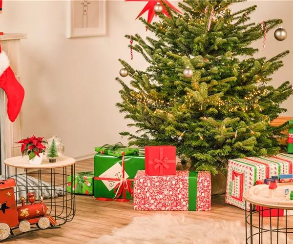 - Der richtige Weihnachtsbaum für das Fest der Liebe  - Der richtige Weihnachtsbaum für das Fest der Liebe