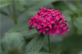 Pentas lanceolata 'Festival Lilac' - Fünfzahltrauch 'Festival Lilac'