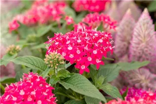 Pentas lanceolata 'Graffiti'® - Fünfzahlstrauch