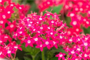 Pentas lanceolata 'Graffiti'® - Fünfzahlstrauch