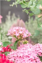 Pentas lanceolata 'Graffiti'® - Fünfzahlstrauch