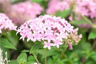 Pentas lanceolata 'Graffiti'® - Fünfzahlstrauch
