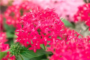 Pentas lanceolata 'Graffiti'® - Fünfzahlstrauch